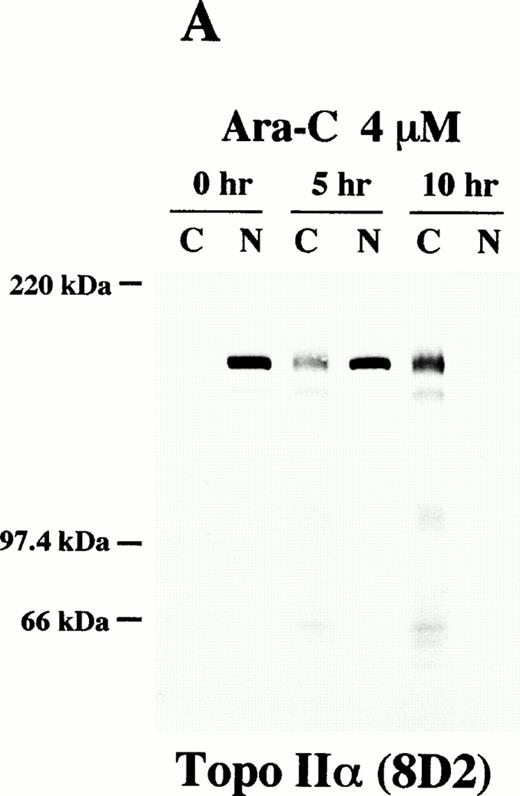 Fig. 6. Topo IIβ but not topo IIα is extensively degraded during the Ara-C–induced apoptosis. Western blot analyses of logarithmically growing HL-60 cells (0 hours) and those treated with 4 μmol/L of Ara-C for 5 and 10 hours (5 and 10 hr, respectively) with topo IIα-specific 8D2 (A) and topo IIβ-specific 5A7 and 3G3 monoclonal antibodies (B and C, respectively).