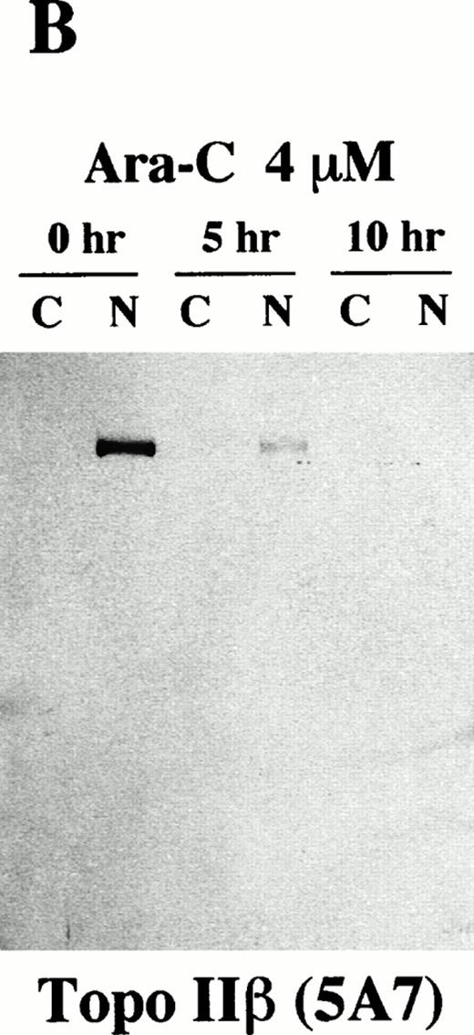 Fig. 6. Topo IIβ but not topo IIα is extensively degraded during the Ara-C–induced apoptosis. Western blot analyses of logarithmically growing HL-60 cells (0 hours) and those treated with 4 μmol/L of Ara-C for 5 and 10 hours (5 and 10 hr, respectively) with topo IIα-specific 8D2 (A) and topo IIβ-specific 5A7 and 3G3 monoclonal antibodies (B and C, respectively).