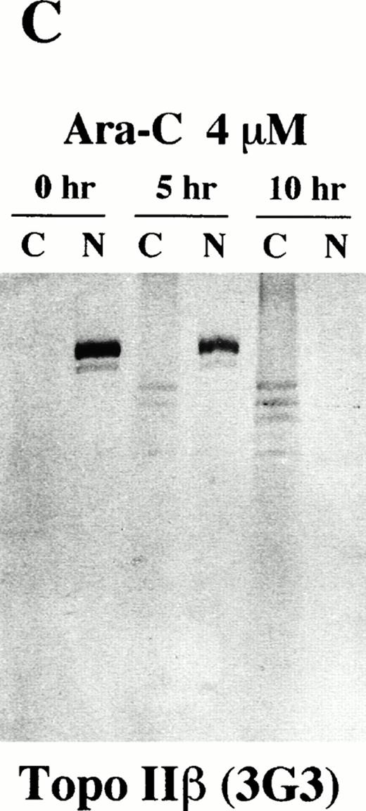 Fig. 6. Topo IIβ but not topo IIα is extensively degraded during the Ara-C–induced apoptosis. Western blot analyses of logarithmically growing HL-60 cells (0 hours) and those treated with 4 μmol/L of Ara-C for 5 and 10 hours (5 and 10 hr, respectively) with topo IIα-specific 8D2 (A) and topo IIβ-specific 5A7 and 3G3 monoclonal antibodies (B and C, respectively).
