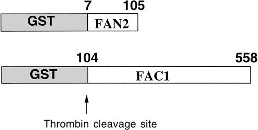 Fig. 1. Expression and partial purification of GST-FAC fusion proteins. Diagram of the regions of the FAC protein used as antigen to stimulate antibody production. Numbers correspond to the amino acid position in the FAC peptide. Arrow indicates the thrombin cleavage site in the GST fusion proteins.