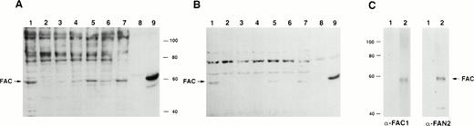 Fig. 2. Detection of FAC protein with anti-FAC antisera. One hundred micrograms of total protein from lymphoblast cell lines was immunoblotted with anti-FAC polyclonal antibodies as described. (A) Lane 1, JY; lane 2, PD4L; lane 3, HSC536N; lanes 4 and 6, HSC536N/neo; lanes 5 and 7, HSC536N/FAC transduced with amphotropic- and GALV-pseudotyped vectors, respectively; lane 8, COS-7/neo; lane 9, COS-7/FAC. FAC protein in A was detected with FAC1 antiserum. B shows the same blot as A, after stripping and reprobing with FAN2 antiserum. (C) Immunoblot of COS-7/FAC cell lysates (10 μg total cell protein per lane) demonstrating that the strong signal observed in immunoblots with FAC1 antisera and FAN2 antisera is completely blocked by addition of purified antigen. The first lane of each set represents blocking of FAC-reactive epitopes with 20 μg purified cognate antigen in a 1-hour preincubation step with 1 μL antiserum. The second lane of each set is the unblocked positive control. Complete blocking was also possible with 10 μg antigen (data not shown).