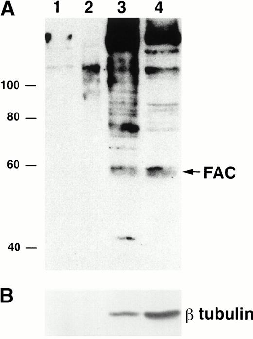 Fig. 3. FAC protein is located in the cytoplasm and nucleus of normal human lymphoblasts. JY cells were lysed by dounce homogenization and separated into subcellular fractions according to the method of Lewis et al.26 Individual fractions were separated by SDS-PAGE and immunoblotted with FAC1 (A) or β tubulin (B) antiserum. Lane 1, plasma membrane fraction; lane 2, mitochondrial fraction; lane 3, nuclear fraction; lane 4, cytoplasmic fraction. The cytoplasmic fraction contains one fourth the cell number contained in lanes 1 to 3. Similar results were obtained with FAN2 antiserum (data not shown). Values for quality of fractionation were calculated by desitometric analysis. The total amount of signal observed for β tubulin (a cytoplasmic marker) in all fractions was measured and then used to calculate the amount occurring in the nuclear fraction as an artifact.