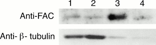 Fig. 4. FAC protein is located in the cytoplasm and nucleus of normal and FA EBV-transformed human lymphoblasts. Cells were fractionated according to the method of Tsuda et al,27 and the separated nuclear and cytoplasmic lysates were analyzed by SDS-PAGE. FAC protein was detected by probing transferred proteins with FAN2 antisera. The blot was stripped and reprobed with anti-β tubulin as a control for artifactual presence of cytoplasmic protein in nuclear fractions as described in Fig 3. Reprobing with anti-FAC1 gave similar results (data not shown). Lane 1, JY cytoplasmic fraction; lane 2, HSC536N cytoplasmic fraction; lane 3, JY nuclear fraction; lane 4, HSC536N nuclear fraction. The cytoplasmic fractions (70 μg total protein loaded) contain approximately one fourth the cell number of the nuclear fractions (50 μg total protein loaded).