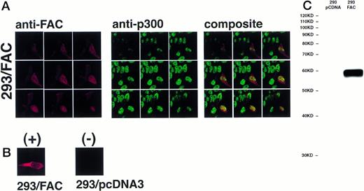 Fig. 5. FAC protein colocalizes with a nuclear protein marker in double-immunostained cells. Human 293 cells transfected with a FAC-encoding plasmid were analyzed by confocal laser-scanning microscopy after double labeling with affinity-purified anti-FAC1 and anti-p300 (a nuclear marker). The images shown contain a transfected cell population that express varying amounts of FAC protein. Nine optical sections taken from the apical (top left) to basal (bottom right) cell surface are shown. Composite images were created by merging corresponding images. The FAC protein is red, the p300 protein is green, and colocalization is yellow. (B) Optical section though a FAC-expressing cell (293/FAC) and 293 cells transfected with the parental pcDNA3 plasmid without the FAC gene insert (293/pcDNA3). (C) 293/pcDNA3 and 293/FAC cell lysates were analyzed by SDS-PAGE, transferred to nitrocellulose, and probed with the affinity-purified antibody used in the confocal analysis. Arrow indicates FAC protein. Molecular size markers are indicated at left.