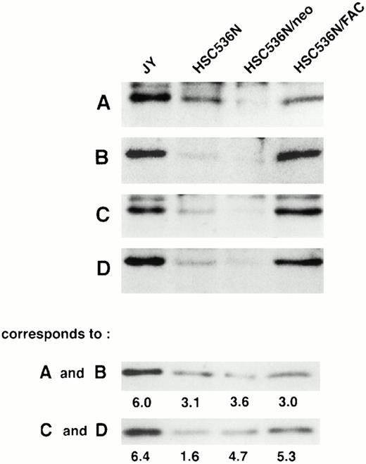 Fig. 7. FAC protein is decreased in nuclear fractions of FA cells compared with normal and corrected FA cells. Cells were fractionated according to the method of Tsuda et al,27 and the nuclear lysates (50 μg each) were analyzed by SDS-PAGE. FAC protein (arrow) was detected by probing with FAC1 antisera (A and C) or stripping and reprobing with FAN2 antisera (B and D). A and B and C and D represent independent experiments where cells in columns 3 and 4 were transduced by pseudo-typed viruses encoding neo or FAC, respectively. Column 1, JY; column 2, HSC536N; column 3, HSC536N/neo; column 4, HSC536N/FAC. The blots were stripped and reprobed with β tubulin as shown in the bottom 2 panels, and the signals for nuclear and cytoplasmic β tubulin were estimated by densitometry. These fractionation quality controls are corrected for cell number, and the numbers shown are the percent of cytoplasmic protein contained in the nuclear fraction. Thereby, we estimate that the artifactual component of the signal detected for FAC in the nuclear fraction of JY cells (for A and B) is only 6%.