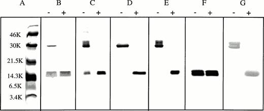 Fig. 2. SDS-PAGE of purified β-globin variants. β-chain variants (2 to 5 μg) expressed in bacteria were purified and subjected to SDS-PAGE after treatment with (+) or without (-) 200 mmol/L DTT for 30 minutes at 25°C. After heating for 3 minutes in the presence of 3% (wt/vol) SDS in a boiling water bath, samples were electrophoresed on a 12.5% (wt/vol) polyacrylamide gel at a constant voltage of 100 V. Gels were stained with Coomassie Brilliant Blue R-250 to detect proteins. (A) Molecular weight standards (Amersham Life Science, Arlington Heights, IL); (B) β16 Gly→Asp chain; (C) β95 Lys→Glu chain; (D) β120 Lys→Glu chain; (E) β16 Gly→Asp, 120 Lys→Glu chain; (F) β112 Cys→Asp chain; and (G) β▵ chain.