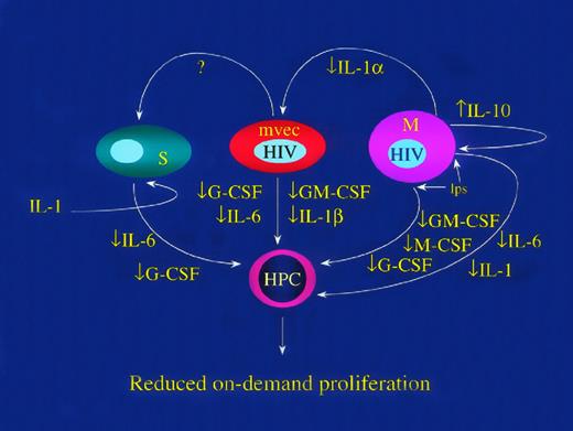 Fig. 1. HIV-1 inhibits replication of hematopoietic progenitor cells (HPC) by reducing production of hematopoietic growth factors. HIV-1 infection of mononuclear phagocytes (M) reduces LPS-induced GM-CSF, M-CSF, and IL-1.47 HIV-1 induces expression of IL-10 in mononuclear leukocytes152153 and IL-10 inhibits LPS induced release of IL-6, IL-1, GM-CSF, and G-CSF.154155 Infected MVEC inhibit the responsiveness of BM stromal cells to IL-1 such that IL-6 and G-CSF release is inhibited.19 The mechanism of this effect is unknown and may involve release of a repressor factor (marked in the figure as “?”). Finally, infected macrophages release less IL-143156 and, because IL-1 controls expression of multiple hematopoietic growth factors in auxiliary cells, including endothelial (MVEC) and other stromal cells (S), the responsiveness of HPC to a given set of environmental cues is functionally reduced.