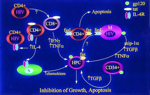 Fig. 2. HIV-1 inhibits replication of HPC by inducing release of multiple mitotic inhibitory factors and expression of factors known to induce apoptosis. HIV-1–infected CD4+ T cells and HIV-1 tat released from infected cells induce release of IFN-γ96,157 and TNF-α158 from uninfected CD8+ T cells. HIV-1 and HIV-1 tat induce expression of IL-4 (which inhibits release of hematopoietic growth factors by other cells) and IL-4 receptors (IL-4R) thereby enhancing the “blunting” effect in lymphocytes159160 and possibly stromal cells. IL-4 also induces stromal cells to release TGF-β161 and chemokine inhibitors.162 HIV-1 induction of fas ligand (FasL) in mononuclear phagocytes (M) and CD4+ cells results in apoptosis of uninfected CD4+ cells,163164 but may also result in apoptosis of HPC which are known to express Fas under a variety of conditions. 57-59,165,166 Infection of macrophages also induces release of TNF-α,167168TGF-β,169170 and MIP1α.171 CD34+cells exposed to HIV-1 or HIV-1 gp120 release TGF-β,172 but while this has been called an “autocrine” response, it is not known whether the TGF-producing cells are actually progenitor cells, and is not, therefore, known to be a truly autocrine mechanism of HPC inhibition.