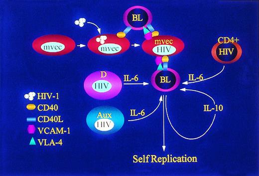 Fig. 3. Accessory cells support adherence and growth of poorly differentiated neoplastic pre-B cells (BL). Dendritic cells,95 CD4+ T cells,34 and other auxiliary cells (Aux)97 infected with HIV-1 or exposed to gp120 or gp16034 release IL-6, a potent mitogen for lymphoma cell growth. Lymphoma cells themselves, both those infected with EBV and EBV−, release IL-10 in an autocrine fashion. MVEC infected with HIV-1 express CD40 and bind to lymphoma cell CD40L, a process that activates VCAM-1 expression and subsequent binding with its cognate ligand VLA-4.135Proliferation and survival of lymphoma cells is enhanced following adherence to MVEC. Adherence to MVEC may also facilitate retention of BL cells at sites rich in auxiliary cells for exposure to IL-6.