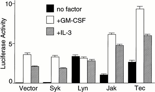 Fig. 2. Tec is involved in the cytokine-driven activation of c-fos proto-oncogene. (A) BA/F3-hGMRαβ cells (1 × 107) were transfected with the pfos/luc reporter plasmid (2 μg) together with 5 μg each of the pSRα (Vector), pSRα-Syk (Syk), pSRα-Lyn (Lyn), pSRα-Jak2 (Jak), or pSRα-Tec (Tec). After 5 hours of incubation in cytokine-free medium, the cells were further cultured for 5 hours without (no factor) or with 5 ng/mL of human GM-CSF (+GM-CSF) or 25 U/mL of mouse IL-3 (+IL-3). Luciferase activity was assayed in each fraction and calculated as relative light units (RLU)/min/μg of protein. The mean value plus SD of the luciferase activities in triplicate samples from each fraction is shown as arbitrary units. (B) BA/F3-hGMRαβ cells were transfected with pSRα-Syk, pSRα-Lyn, pSRα-Jak2, or pSRα-Tec, and cultured for 24 hours in the presence of IL-3. Total cell lysates (10 μg/lane) were prepared from each set (+) and untransfected BA/F3-hGMRαβ cells (−), and were immunoblotted with the antibodies against the corresponding kinases.