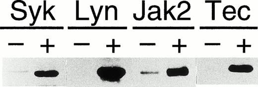 Fig. 2. Tec is involved in the cytokine-driven activation of c-fos proto-oncogene. (A) BA/F3-hGMRαβ cells (1 × 107) were transfected with the pfos/luc reporter plasmid (2 μg) together with 5 μg each of the pSRα (Vector), pSRα-Syk (Syk), pSRα-Lyn (Lyn), pSRα-Jak2 (Jak), or pSRα-Tec (Tec). After 5 hours of incubation in cytokine-free medium, the cells were further cultured for 5 hours without (no factor) or with 5 ng/mL of human GM-CSF (+GM-CSF) or 25 U/mL of mouse IL-3 (+IL-3). Luciferase activity was assayed in each fraction and calculated as relative light units (RLU)/min/μg of protein. The mean value plus SD of the luciferase activities in triplicate samples from each fraction is shown as arbitrary units. (B) BA/F3-hGMRαβ cells were transfected with pSRα-Syk, pSRα-Lyn, pSRα-Jak2, or pSRα-Tec, and cultured for 24 hours in the presence of IL-3. Total cell lysates (10 μg/lane) were prepared from each set (+) and untransfected BA/F3-hGMRαβ cells (−), and were immunoblotted with the antibodies against the corresponding kinases.