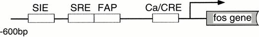 Fig. 2. Tec is involved in the cytokine-driven activation of c-fos proto-oncogene. (A) BA/F3-hGMRαβ cells (1 × 107) were transfected with the pfos/luc reporter plasmid (2 μg) together with 5 μg each of the pSRα (Vector), pSRα-Syk (Syk), pSRα-Lyn (Lyn), pSRα-Jak2 (Jak), or pSRα-Tec (Tec). After 5 hours of incubation in cytokine-free medium, the cells were further cultured for 5 hours without (no factor) or with 5 ng/mL of human GM-CSF (+GM-CSF) or 25 U/mL of mouse IL-3 (+IL-3). Luciferase activity was assayed in each fraction and calculated as relative light units (RLU)/min/μg of protein. The mean value plus SD of the luciferase activities in triplicate samples from each fraction is shown as arbitrary units. (B) BA/F3-hGMRαβ cells were transfected with pSRα-Syk, pSRα-Lyn, pSRα-Jak2, or pSRα-Tec, and cultured for 24 hours in the presence of IL-3. Total cell lysates (10 μg/lane) were prepared from each set (+) and untransfected BA/F3-hGMRαβ cells (−), and were immunoblotted with the antibodies against the corresponding kinases.