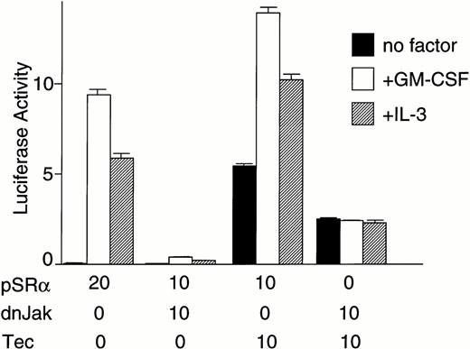 Fig. 2. Tec is involved in the cytokine-driven activation of c-fos proto-oncogene. (A) BA/F3-hGMRαβ cells (1 × 107) were transfected with the pfos/luc reporter plasmid (2 μg) together with 5 μg each of the pSRα (Vector), pSRα-Syk (Syk), pSRα-Lyn (Lyn), pSRα-Jak2 (Jak), or pSRα-Tec (Tec). After 5 hours of incubation in cytokine-free medium, the cells were further cultured for 5 hours without (no factor) or with 5 ng/mL of human GM-CSF (+GM-CSF) or 25 U/mL of mouse IL-3 (+IL-3). Luciferase activity was assayed in each fraction and calculated as relative light units (RLU)/min/μg of protein. The mean value plus SD of the luciferase activities in triplicate samples from each fraction is shown as arbitrary units. (B) BA/F3-hGMRαβ cells were transfected with pSRα-Syk, pSRα-Lyn, pSRα-Jak2, or pSRα-Tec, and cultured for 24 hours in the presence of IL-3. Total cell lysates (10 μg/lane) were prepared from each set (+) and untransfected BA/F3-hGMRαβ cells (−), and were immunoblotted with the antibodies against the corresponding kinases.
