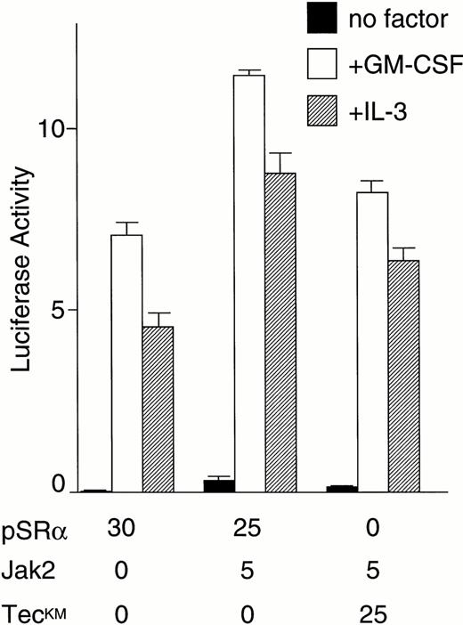 Fig. 2. Tec is involved in the cytokine-driven activation of c-fos proto-oncogene. (A) BA/F3-hGMRαβ cells (1 × 107) were transfected with the pfos/luc reporter plasmid (2 μg) together with 5 μg each of the pSRα (Vector), pSRα-Syk (Syk), pSRα-Lyn (Lyn), pSRα-Jak2 (Jak), or pSRα-Tec (Tec). After 5 hours of incubation in cytokine-free medium, the cells were further cultured for 5 hours without (no factor) or with 5 ng/mL of human GM-CSF (+GM-CSF) or 25 U/mL of mouse IL-3 (+IL-3). Luciferase activity was assayed in each fraction and calculated as relative light units (RLU)/min/μg of protein. The mean value plus SD of the luciferase activities in triplicate samples from each fraction is shown as arbitrary units. (B) BA/F3-hGMRαβ cells were transfected with pSRα-Syk, pSRα-Lyn, pSRα-Jak2, or pSRα-Tec, and cultured for 24 hours in the presence of IL-3. Total cell lysates (10 μg/lane) were prepared from each set (+) and untransfected BA/F3-hGMRαβ cells (−), and were immunoblotted with the antibodies against the corresponding kinases.