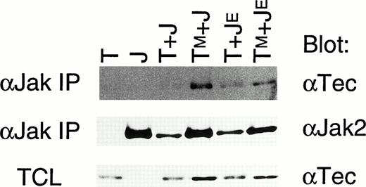 Fig. 5. Tec can constitutively associate with Jak2 in Sf21 cells. Sf21 cells were infected with baculovirus expressing Tec (T), Jak2 (J), TecKM (TM), and Jak2KE(JE) in the combinations indicated at the top. Jak2 was immunoprecipitated from each cells lysed by the 0.1%-lysis buffer (αJak IP), and probed with either anti-Tec serum (αTec) or anti-Jak2 serum (αJak2). Total cell lysates (TCL: 10 μg/lane) of each fraction were also probed with anti-Tec serum to estimate the expression level of Tec.