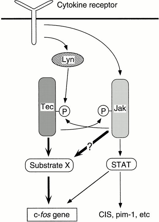 Fig. 6. Cytokine-driven pathways to the c-fosproto-oncogene. When activated by Lyn, Tec phosphorylates “Substrate X” and triggers the signaling pathway linked to the c-fosactivation. Tec and Jak2 can trans-phosphorylate each other. The biological significance of this phosphorylation in the context of c-fos activation mechanism is not settled yet. Jak2 is required for the appropriate function of “Substrate X” as well as for the phosphorylation of STATs. The STATs activation may also have some roles in the regulation of the c-fos transcription.