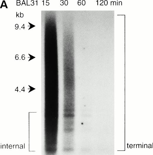 Fig. 2. Southern blot analysis of the jumping translocation. (A) BAL31 exonuclease treatment of normal genomic DNA. A longer incubation time with BAL31 exonuclease (indicated in minutes at the top of the lanes) reduces the signal of the terminal telomeric repeat and results in the appearance of the internal TTAGGG-fragments. (B) Southern blot analysis of DNAs from the JT patient and a normal individual using the telomeric repeat as a probe. The DNAs were digested with BAL31 exonuclease, followed by the Hinf I restriction. Arrows indicate the JT-specific fragments (4.4 kb and 5.5 kb). (C) Southern blot analysis of DNAs from the patient and a normal individual using the nontelomeric probe A (see Fig 3a). The DNAs were digested withEcoT14 I. Arrows indicate the JT-specific fragments (6.0 kb and 7.0 kb). The arrowhead indicates the fragment derived from the normal allele (2 kb).