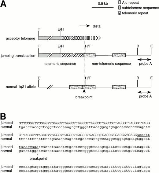 Fig. 3. Structure of the fusion point. (A) Restriction maps of the JT-specific fragment and the normal 1q21 allele. The restriction enzymes used are: B, Bgl I; E, EcoT14 I; H,Hinf I; T, Tsp509 I. The position of probe A is shown. (B) The nucleotide sequences of the fusion point of the jumping translocation. The fusion point of 1q21 was determined by a sequence comparison between the JT-specific fragment and the normal 1q21 allele. The telomeric regions (indicated by capital letters) found at the fusion point were composed of variant repeats, such as TTGGGG, TGAGGG, and TCAGGG (indicated by italic letters), along with the authentic telomeric repeats (TTAGGG). The subtelomeric sequence distal to the variant repeat is underlined. The unique nucleotide sequence derived from 1q21 is indicated by small letters.