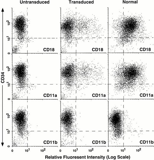 Fig. 2. Flow cytometric analysis of untransduced LAD CD34+ cells, transduced LAD CD34+ cells, and normal CD34+ cells. LAD CD34+ cells were transduced using the retroviral vector PG13/LgCD18 in a 3-day supernatant transduction on CH-296. Untransduced LAD CD34+ cells and normal CD34+ cells were grown for 3 days in IMDM/30% plus growth factors. After 3 days, all three cell populations were immunostained with either anti-human CD18, CD11a, or CD11b (X-axis where noted) and CD34 (Y-axis). 7AAD was used to gate out dead cells (not shown).