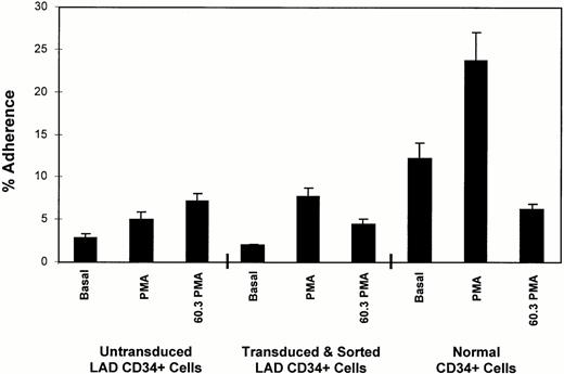 Fig. 4. Adherence of transduced LAD CD34+ cells to HUVEC. Untransduced LAD CD34+ cells, transduced and sorted LAD CD34+ cells, and normal CD34+cells were expanded for 21 days, labeled with calcein, and allowed to bind to HUVEC. Basal represents the basal or background level of cell adherence. PMA indicates cells stimulated with 100 ng/mL PMA. 60.3 PMA indicates cells incubated with anti-CD18 MoAb 60.3 and stimulated with PMA.