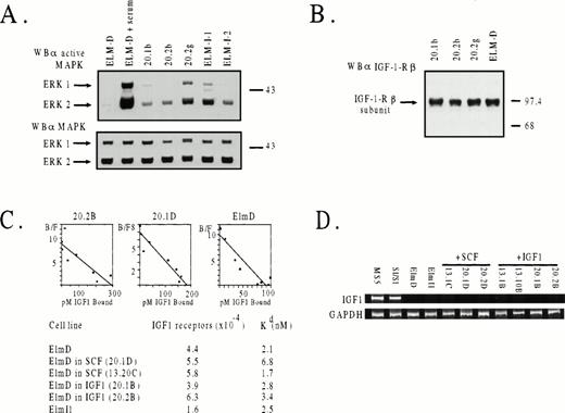 Fig. 4. Levels of activated MAP kinase, IGF-1 receptors, and IGF-1 receptor mRNA in ELM cells grown long-term on stroma or in SCF or IGF-1. (A) Phosphorylation status of MAP kinase (ERK1) in three IGF-1–selected clones (20.1b, 20.2b, and 20.2g) or two stroma-independent variants isolated previously.16 Cells were starved in 0.5% serum medium for 6 hours before analysis. As a positive control, serum-starved ELM cells were stimulated with 20% serum for 10 minutes. Activated ERK1 and ERK2 were determined by Western blotting with antibodies against the activated form of MAP kinase (top panel) or with antibody against total MAP kinase as a loading control (bottom panel). (B) Levels of IGF-1 receptors in ELM clones isolated by long-term growth in IGF-1, determined by Western blotting. (C) Numbers and affinities of IGF receptors in ELM clones selected by long-term growth in SCF or IGF-1, compared with ELM cells growing on stroma, as determined by IGF-1–binding studies. Top panel, typical Scatchard plots for ELM cells freshly removed from stroma, and two ELM clones maintained long-term in either IGF-1 (20.2B) or SCF (20.1D). Bottom panel, average numbers of receptors/cell and affinities (Kd) calculated from the Scatchard plots of two separate experiments. (D) Levels of IGF mRNA by RT-PCR.