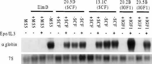 Fig. 5. Inducibility of globin mRNA by EPO and IL-3 in ELM cells grown with or without stroma or ELM clones grown continuously in SCF (20.5D, 13.1C) or IGF-1 (20.2B, 20.5B). ELM cells were grown for 4 days in the growth factors shown, RNA extracted and 10 μg analyzed by Northern transfer for globin mRNA expression by probing with an α-globin cDNA probe or 7S ribosomal RNA as a loading control. The amounts of growth factors used were: SCF, 10 ng/mL; IGF-1, 100 ng/mL; EPO, 5 U/mL; IL-3, 10 U/mL.