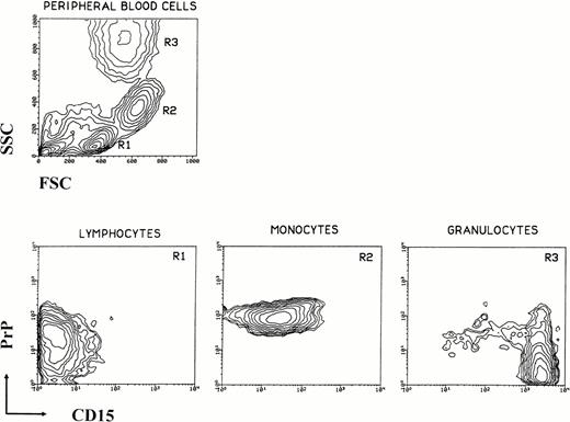 Fig. 1. Expression of prion protein versus CD15 by human peripheral blood leukocytes. Leukocytes were isolated from whole blood of normal donors, washed, stained for PrPC and CD15, and analyzed by flow cytometry. A typical light scatter contour plot of normal peripheral human blood mononuclear cells is shown in the upper left. Analysis gates R1-R3 are set on forward and side scatter alone and define three major subpopulations: lymphocytes (R1), monocytes (R2), and granulocytes (R3). Contour plots of surface prion protein versus CD15 for each of the three subpopulations are shown. Lymphocytes are (PrP+, CD15−), monocytes are (PrP+, CD15lo-med), and granulocytes are (PrP−, CD15hi). The small amount of PrP+ cells in panel R3 are due to contaminating monocytes.