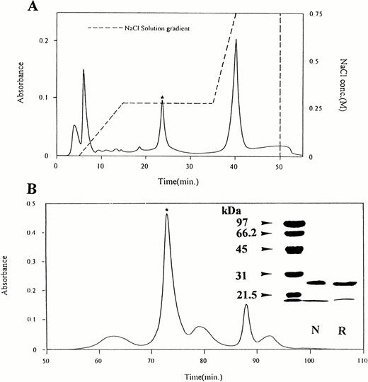 Fig. 1. (A) Rechromatography of crotalin on Mono-S column. The active fraction was dissolved in 0.02 N ammonium acetate, pH 5.0, and loaded on Mono-S column. Elution was carried out with a gradient from 0 to 0.75 mol/L NaCl as indicated (---) at a flow rate of 0.5 mL/min. The active fraction (*) was collected. (B) Gel filtration chromatography on Superose HR 10/30 column. The active fraction above was applied (5 mg) to this column equilibrated with 0.05 mol/L phosphate buffer (pH 7.2). The column was eluted at a flow rate of 0.25 mL/min with the same buffer. The absorbance profile monitored at 280 nm was shown. The active fraction (*) which was eluted at 70 minutes was named crotalin.