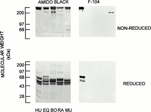 Fig. 1. MoAb F-104 species specificity. Nonreducing and reducing SDS-PAGE (8% and 10% gels, respectively) and F-104 immunoblotting (PVDF transfers) were conducted as described in the text. Approximately 5 μg fibrinogen were applied to each lane for Amido Black-stained transfers and 2.5 μg for F-104 epitope localization, as follows: HU (human), EQ (equine), BO (bovine), RA (rabbit), and MU (murine). The migration of standard molecular weight markers is indicated at the left of each panel. The weak band of immunoreactivity observed for murine fibrinogen (top) is nonspecific and reflects binding of the HRP conjugate to contaminating IgG in this preparation; the same profile was obtained when the F-104 incubation step was omitted.