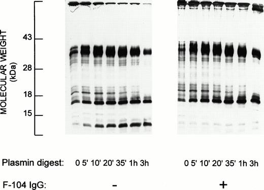 Fig. 4. The F-104 epitope in fibrinogen includes a plasmin cleavage site as visualized by immunoblotting with MoAb F-102 (anti-Aα 563-578). Purified fibrinogen was digested with plasmin (see Fig 3 legend) either without (left) or with (right) an initial MoAb F-104 preincubation step. PVDF transfers from 12.5% SDS-PAGE (nonreduced) were subjected to immunoblotting with MoAb F-102; 9.6 μg (56 pmol Aα chain equivalents) of intact or plasmin-treated fibrinogen were applied to each lane. At this load application, COOH-terminal Aα chain degradation products present at low level in the starting fibrinogen preparation are visualized in the T0 lanes. The high molecular weight material at the top of the lanes in the right panel reflects the F-104 IgG added during the preincubation step (16.8 μg, 113 pmol IgG/lane).