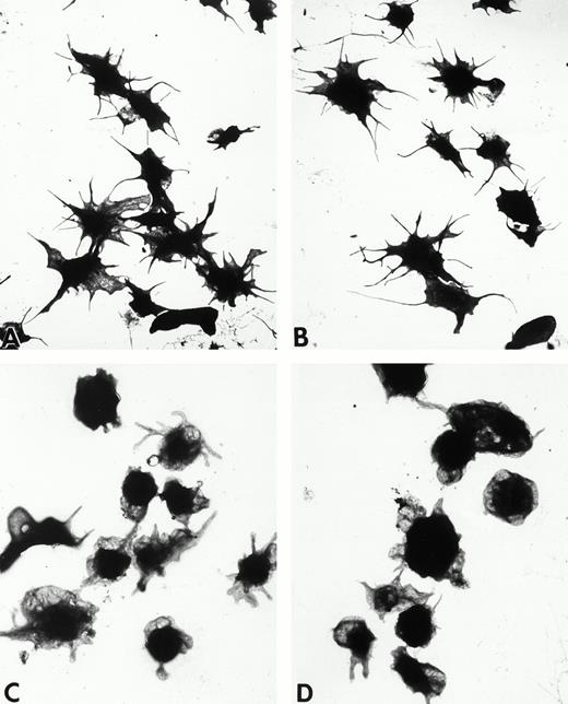 Fig. 2. Wistar rat platelets allowed to adhere for 30 seconds (A) or 1 minute (B) onto Formvar-coated, carbon-stabilized grids, and subsequently fixed and stained with uranyl acetate. WF rat platelets allowed to adhere for 30 seconds (C) or 1 minute (D) onto Formvar-coated, carbon-stabilized grids. (A through D, original magnification ×3,700).