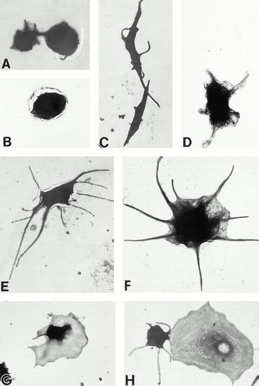 Fig. 3. (A) Representative resting Wistar rat platelets fixed, adhered to poly-L-lysine–coated grids, and stained with uranyl acetate. (B through H) Wistar rat platelets allowed to adhere to Formvar-coated, carbon-stabilized grids from 30 seconds to 30 minutes, and subsequently fixed and stained with uranyl acetate. (B through H) illustrate the forms characteristic of Wistar rat platelet spreading, including rounded shapes (B), followed by the development of spindle-shaped, or tapered, forms (C) and stubby filopodia (D), the extension of elongated, multiple filopodia (E and F), expansion of lamellipodial “skirts” which fill in the filopodia ribs (G), and the final “fried-egg,” or fully spread form (H). (B through E) 30-second adherent samples, (F) 1-minute adherent sample, (G and H) 30-minute adherent samples. (A through H, original magnification ×7,000).