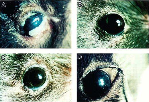 Fig. 1. Photomicrographs indicating development of conjunctival lesions in Plg−/− (A) but not in Plg+/−(B) and Plg+/+ (C) mice. (D) Exposed palpebral conjunctiva from a Plg+/− mouse shows normal conjunctival tissue.