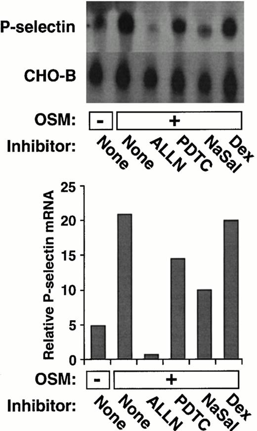 Fig. 2. ALLN, PDTC, or NaSal, but not dexamethasone, decreases OSM-induced expression of P-selectin mRNA in HUVEC. The experiment was performed exactly as in Fig 1A and B, except that the cells were incubated for 20 hours in the presence or absence of 10 ng/mL of OSM. The data are representative of two experiments. The data in panel B were also pooled with the results from the other experiment. Statistical analysis of the pooled results revealed that ALLN, PDTC, or NaSal significantly decreased OSM-induced P-selectin mRNA levels (P ≤ .05).