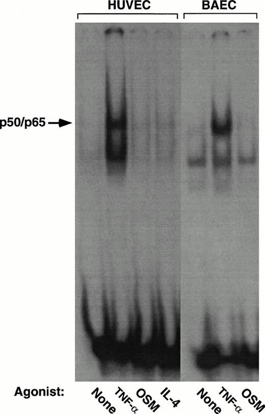 Fig. 4. Stimulation of endothelial cells with IL-4 or OSM does not activate NF-κB. Nuclear extracts from HUVEC or BAEC incubated for 4 hours in the presence or absence of 100 U/mL TNF-α, 10 ng/mL IL-4, or 10 ng/mL OSM were incubated with a radiolabeled oligonucleotide containing the κB element from the murine H-2Kb gene. DNA-protein complexes were analyzed by a gel mobility shift assay, followed by autoradiography. The arrow marks the inducible complex containing the p50/p65 heterodimeric NF-κB protein. Complex formation was inhibited by an excess of unlabeled oligonucleotide, confirming its specificity (data not shown).