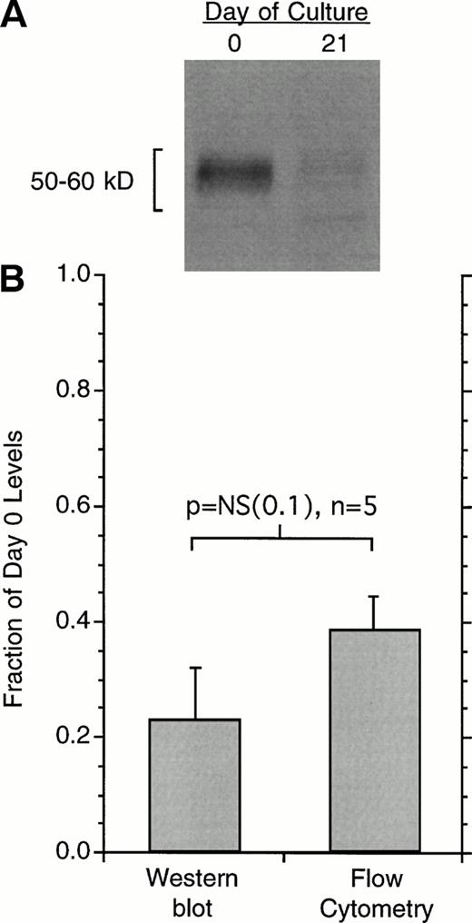 Fig. 3. Changes in the cell-surface expression of FcRIα as measured by 22E7 binding or changes in total cell FcRIα as measured by Western blotting. (A) An example of the Western blot data for cells at day 0 or day 21 after culture. The number of total cells is held constant and the basophil purity was found to be the same for the 2 time points, averaging 41% ± 13% for the 5 experiments. (B) Average data for flow-cytometric measurements or Western blotting in terms of day 0 levels (n = 5) Western blot films were digitally imaged to determine optical densities of the bands. The difference in relative change as measured by flow cytometry or Western blotting was not statistically significant, while both were significantly less than day 0 (P < .001).