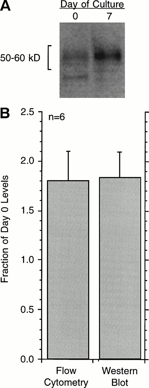Fig. 6. Upregulation of FcRIα as determined by either flow cytometry or Western blotting of lysed cells (n = 6). (A) Example of Western blot data for cells at day 0 or day 7 after culture in the presence of 500 ng/mL of PS myeloma IgE; day 0 is the day that IgE was added to the cultures, which was generally after a 21-day culture to downregulate the receptors (basophils were obtained from leukapheresis packs). The number of total cells was held constant and the basophil purity was found to be the same for the two time points, averaging 45% ± 5% for the six experiments. (B) Average data for flow-cytometric measurements or Western blotting in terms of day 0 levels (n = 6) Western blot films were digitally imaged to determine the optical densities of the bands. The difference in the relative change as measured by flow cytometry or Western blotting was not statistically significant, but both measurements for day 7 were statistically different than day 0 (P = .022 and P = .010, respectively). Average starting fluorescence of the basophils was 52 ± 15 on day 0, corresponding to ≈60,000 receptors per basophil (see Materials and Methods).