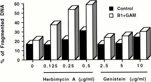 Fig. 6. Effect of protein kinase inhibitors on apoptosis induced by CD20 cross-linking. 106 Ramos cells/mL were incubated overnight with 0.125 to 0.5 μg/mL herbimycin A or 2.5 to 10 μg/mL genistein at 37°C. After washing twice with medium, cells were cultured with or without 10 μg/mL B1 anti-CD20 MoAb + 50 μg/mL GAM for 24 hours. Cell nuclei were stained with PI and analyzed by flow cytometry as described above. Cells treated with inhibitors only were used as controls. All wells contained comparable concentrations of dimethyl sulfoxide, which was used as a diluent to dissolve herbimycin A and genistein. The data are representative of three experiments.