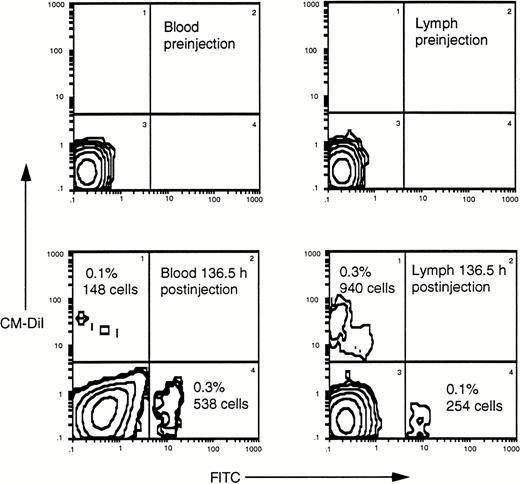 Fig. 1. Simultaneous detection of FITC+ and CM-DiI+ cells using flow cytometry. In every blood sample the percentage of FITC+ blood lymphocytes was higher than that of CM-DiI+ lymph lymphocytes, whereas lymph samples consistently showed the opposite trend.