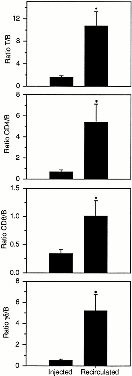 Fig. 4. Comparison of the ratios of T and B cells in the intravenously infused sample and recirculated in lymph 3 days later. All T-cell subsets were enriched in efferent subcutaneous lymph compared with the original injected sample. *, denotes a statistically significant difference (P < .05) between the ratios of cells initially injected into the venous circulation and those that left the blood and migrated into lymph.