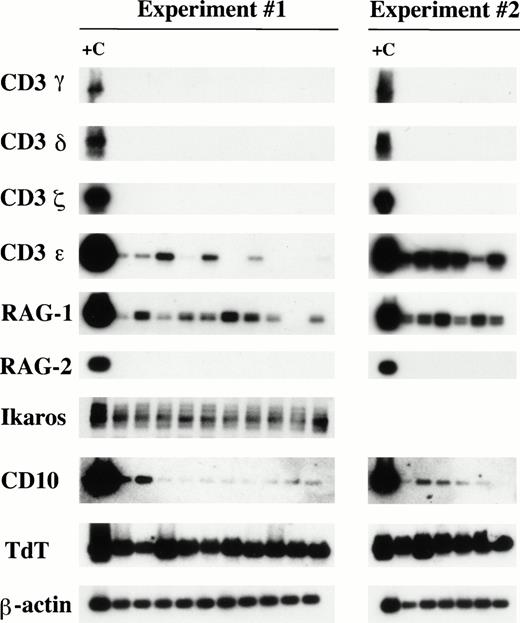 Fig. 2. Lymphoid gene expression in fresh, double-sorted CD34+Lin−DR− cells from human bone marrow. Total mRNA was extracted and subjected to PCR using sequence-specific primers for CD3γ, CD3δ, CD3ζ, CD3, RAG-1, RAG-2, Ikaros, CD10, and TdT. Shown are composite autoradiograph data after hybridization with sequence-specific probes. Sixteen separate replicate reactions were performed for each primer except Ikaros, where 10 replicates were performed. No amplified transcripts were present for CD3γ, CD3δ, CD3ζ, or RAG-2 (n = 16), whereas bands of the expected size were detected for CD3ε, RAG-1, Ikaros, CD10, and TdT. Mature T-cell–containing peripheral blood mononuclear cells or the Jurkat cell line was used as positive controls (+C) to confirm successful PCR reactions. For each primer set, a simultaneously run template-free PCR reaction was used to confirm the absence of carryover amplicons (not shown). Amplification of β-actin confirmed the presence of mRNA in all lanes.
