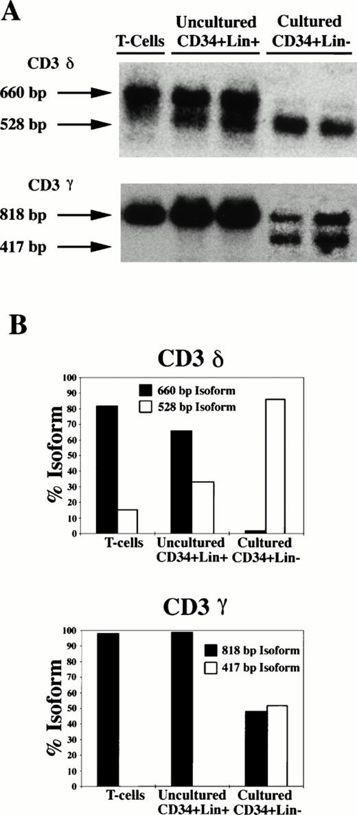 Fig. 4. CD3δ and CD3γ expression in lymphoid populations at different levels of maturation. mRNA from Jurkat T cells, fresh CD34+Lin+ cells expressing at least one lineage cocktail marker, and CD34+Lin−DR− cells after 14 days of culture under optimal conditions (IL-2, IL-3, IL-7, KL, SCM, FL) was subjected to PCR analysis for CD3δ and CD3γ expression (A). A low-molecular-weight isoform was detected for each transcript in the cultured CD34+Lin−DR− cells. Densitometric analysis of the various isoforms was then performed from the autoradiograph (B). The low-molecular-weight isoforms were more predominant in the immature cultured CD34+Lin−DR− cells and nearly absent in the mature T-cell controls.
