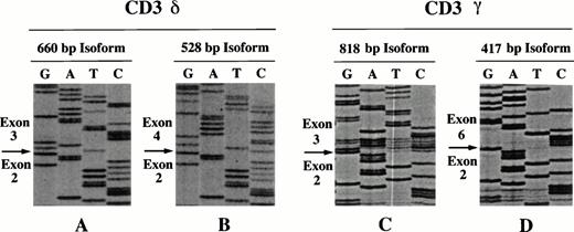 Fig. 5. Sequencing of full-length and low-molecular-weight isoforms of CD3δ and CD3γ shows alternative exon splicing. Amplified transcripts were sequenced by dideoxy chain termination and separated on a 5% polyacrylamide gel. Sequences corresponding to the full-length CD3δ and CD3γ transcripts (A and C) were compared with the sequences from the low-molecular-weight isoforms (B and D). Arrows point to the splice junctions for each sequence. The sequences show alternatively spliced isoforms that lack exon 3 from the CD3δ molecule and exons 3 through 5 from the CD3γ molecule.