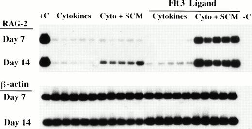 Fig. 6. Detection of RAG-2 after culture with FL, supplemental cytokines, and SCM. CD34+Lin−DR− cells were cultured in the presence of supplemental cytokines (IL-2, IL-3, IL-7, and KL) with or without SCM and FL. After 7 or 14 days, cells were harvested and mRNA amplified using RAG-2 primers. Five replicate samples for each culture condition are shown. Jurkat T-cell mRNA was used as a positive control (+C), and a template-free PCR reaction served as a negative control (−C). Shown is an autoradiograph after hybridization with a RAG-2 sequence-specific probe. The absence of genomic RAG-2 sequences was confirmed by amplification of mRNA without prior reverse transcription. Transcripts for β-actin were simultaneously amplified to confirm the presence of intact mRNA.