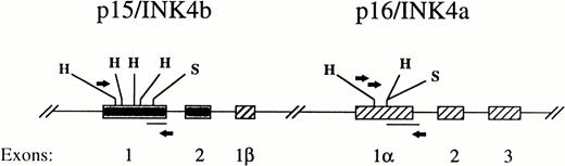 Fig. 1. Strategy for detection of gene methylation using PCR followed by hybridization with an internal probe. Primers used are indicated by the arrows. Filled lines represents probes. Cleavage sites for HpaII/Msp I (H) and SacII (S) are indicated. The gene map is not drawn to scale.