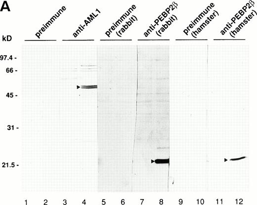 Fig. 1. (A) Specificities of antibodies as revealed by Western blotting. A total of 3 × 104 COS-7 cells were transfected with 4 μg of pME18S (lanes 1, 3, 5, 7, 9, and 11), expression plasmid for AML1 (lanes 2 and 4), or that for PEBP2β (lanes 6, 8, 10, and 12), lysed, and subjected to Western blotting. The blots were probed with anti-AML1 serum (lanes 3 and 4), rabbit anti-PEBP2β serum (lanes 7 and 8), hamster anti-PEBP2β serum (lanes 11 and 12), as well as with the respective preimmune sera (lanes 1 and 2, 5 and 6, and 9 and 10, respectively). The AML1 or PEBP2β protein is indicated by the arrowhead. Molecular weight standards (in kilodaltons) are indicated. (B) (see page 1690) Specificities of antibodies as revealed by immunofluorescence. A total of 3 × 104 COS-7 cells were transfected with 4 μg of pME18S (a, c, e, and g), expression plasmid for AML1 (b and d), or that for PEBP2β (f and h). The cells were analyzed by immunofluorescence labeling with anti-AML1 serum (c and d) or hamster anti-PEBP2β serum (g and h) as well as with the respective preimmune sera (a and b, and e and f, respectively). Original magnification × 600.