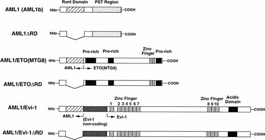 Fig. 2. A schematic representation of full-length or mutant AML1, AML1/ETO(MTG8), and AML1/Evi-1. The runt domain and the PST region (see text) of AML1 (also called AML1b) are shown by striped and dotted boxes, respectively. Other regions of AML1/ETO(MTG8) (proline-rich regions and the zinc finger domain) and AML1/Evi-1 (the noncoding exon of Evi-1, zinc finger domains and the acidic domain) are indicated.
