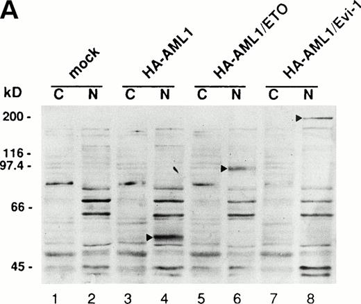 Fig. 6. (A) Expressions of the HA-tagged wild-type AML1 and chimeric proteins in COS-7 cells. A total of 3 × 104COS-7 cells were transfected with the expression plasmid for PEBP2β (0.4 μg) together with that for each HA-tagged protein. To obtain the same expression level of HA-AML1, HA-AML1/ETO(MTG8), and HA-AML1/Evi-1, based on several preparative experiments, we determined the amounts of the transfected plasmids as follows; HA-AML1 (0.5 μg), HA-AML1/ETO(MTG8) (1.2 μg), and HA-AML1/Evi-1 (4.0 μg). Cell lysates were fractionated into cytoplasmic (lanes C) and nuclear (lanes N) fractions and analyzed by immunoblotting using anti-HA serum. Wild-type AML1 and the chimeric proteins were expressed at the anticipated sizes, as marked by the arrowheads. The complete transfer of these three proteins was verified by confirming that all molecular weight standards were equally stained on the membrane and barely detectable on the gel by Coomassie staining after blotting (data not shown). Cell lysates of COS-7 cells transfected with only PEBP2β construct were also analyzed (mock). Molecular weight standards (in kilodaltons) are indicated. (B) (see page 1690) Double fluorescence labeling of COS-7 cells transfected with the constructs of each HA-tagged protein and PEBP2β. The amounts of the transfected expression plasmids were the same as indicated in (A). (a, b, c, and d) The HA-tagged proteins were detected with anti-AML1 serum. (e, f, g, and h) PEBP2β was detected with hamster anti-PEBP2β serum. Original magnification × 600. (C) The ability of each HA-tagged protein to accumulate PEBP2β in the nucleus. COS-7 cells were transfected with the expression plasmids as shown in (A). Two hundred cells expressing both each HA-tagged protein and PEBP2β were counted (see text). Bars show the percentages of the cells showing stronger fluorescence detected by anti-PEBP2β serum in the nucleus as compared with the fluorescence in the cytoplasm (obtained in three independent experiments). Error bars indicate one standard deviation. (D) The staining pattern of the cells with anti-PEBP2β serum overexpressing HA-AML1 (upper panel), HA-AML1/ETO(MTG8) (middle panel), or HA-AML1/Evi-1 (lower panel) in lower magnification (× 100).