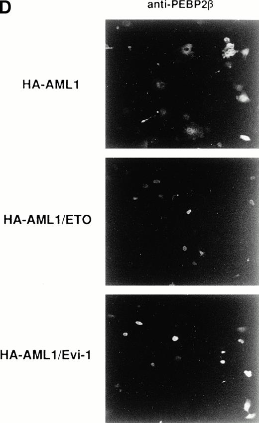 Fig. 6. (A) Expressions of the HA-tagged wild-type AML1 and chimeric proteins in COS-7 cells. A total of 3 × 104COS-7 cells were transfected with the expression plasmid for PEBP2β (0.4 μg) together with that for each HA-tagged protein. To obtain the same expression level of HA-AML1, HA-AML1/ETO(MTG8), and HA-AML1/Evi-1, based on several preparative experiments, we determined the amounts of the transfected plasmids as follows; HA-AML1 (0.5 μg), HA-AML1/ETO(MTG8) (1.2 μg), and HA-AML1/Evi-1 (4.0 μg). Cell lysates were fractionated into cytoplasmic (lanes C) and nuclear (lanes N) fractions and analyzed by immunoblotting using anti-HA serum. Wild-type AML1 and the chimeric proteins were expressed at the anticipated sizes, as marked by the arrowheads. The complete transfer of these three proteins was verified by confirming that all molecular weight standards were equally stained on the membrane and barely detectable on the gel by Coomassie staining after blotting (data not shown). Cell lysates of COS-7 cells transfected with only PEBP2β construct were also analyzed (mock). Molecular weight standards (in kilodaltons) are indicated. (B) (see page 1690) Double fluorescence labeling of COS-7 cells transfected with the constructs of each HA-tagged protein and PEBP2β. The amounts of the transfected expression plasmids were the same as indicated in (A). (a, b, c, and d) The HA-tagged proteins were detected with anti-AML1 serum. (e, f, g, and h) PEBP2β was detected with hamster anti-PEBP2β serum. Original magnification × 600. (C) The ability of each HA-tagged protein to accumulate PEBP2β in the nucleus. COS-7 cells were transfected with the expression plasmids as shown in (A). Two hundred cells expressing both each HA-tagged protein and PEBP2β were counted (see text). Bars show the percentages of the cells showing stronger fluorescence detected by anti-PEBP2β serum in the nucleus as compared with the fluorescence in the cytoplasm (obtained in three independent experiments). Error bars indicate one standard deviation. (D) The staining pattern of the cells with anti-PEBP2β serum overexpressing HA-AML1 (upper panel), HA-AML1/ETO(MTG8) (middle panel), or HA-AML1/Evi-1 (lower panel) in lower magnification (× 100).