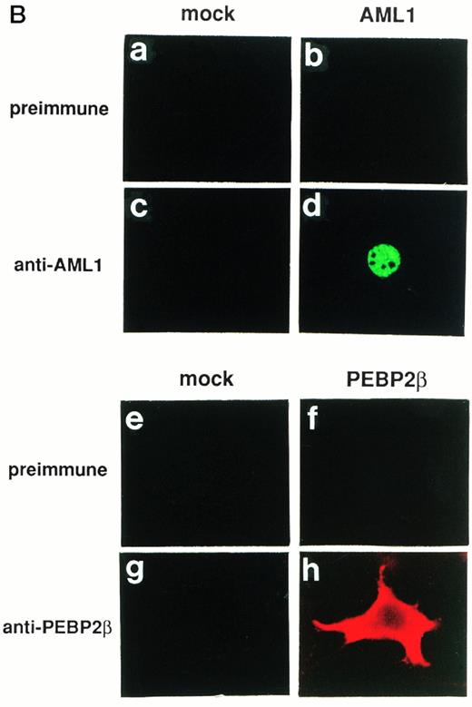 Fig. 4. Double fluorescence labeling of COS-7 cells transfected with the constructs of full-length or mutant chimeric proteins and PEBP2β. A total of 3 × 104 COS-7 cells were transfected with 4 μg of each construct together with 0.4 μg of the expression plasmid for PEBP2β. (a, b, c, and d) The chimeric proteins were detected with anti-AML1 serum. (e, f, g, and h) PEBP2β was detected with hamster anti-PEBP2β serum. Original magnification × 600.